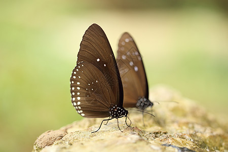 普通印第安乌鸦蝴蝶Euploea核心Lucus生物蓝色桉树臭虫叶子土壤翅膀石头野生动物墙纸图片