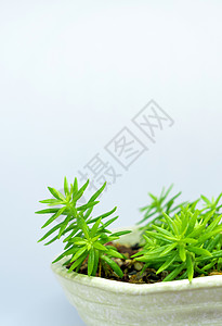 安杰丽娜塞杜姆安杰莉娜的新鲜叶子细节宏观绿色植物群碎石石头花园陶瓷植物制品生长图片