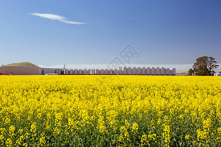 澳大利亚维多利亚州卡诺拉油田植物农场农村晴天金子草地植物群地面蓝色环境图片