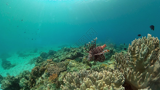 水下珊瑚礁和热带鱼 菲律宾环境潜水浮潜荒野野生动物礁石景观动物珊瑚生活图片