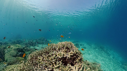 珊瑚礁和热带鱼类 菲律宾热带鱼野生动物环境旅行珊瑚浮潜动物潜水旅游礁石图片