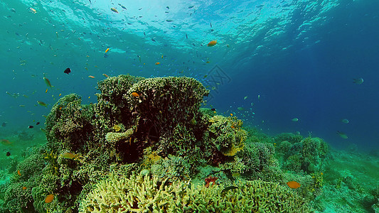 珊瑚礁在水下的世界 菲律宾 注旅行生活风景海洋潜水浮潜蓝色礁石探索野生动物背景图片