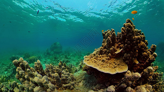 珊瑚礁和热带鱼类 菲律宾热带海洋景观动物海景热带鱼潜水浮潜探索旅游图片