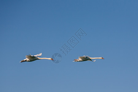 两只天鹅在飞行中天空天使野生动物蓝色动物白色夫妻翅膀羽毛移民图片