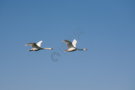 两只天鹅在飞行中羽毛蓝色翅膀夫妻自由野生动物白色动物航班移民图片