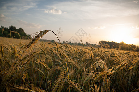 清晨小麦田农业季节土地日出谷物阳光农场场景农田环境图片