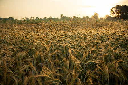 清晨小麦田阳光农村谷物植物环境阳光照射农业天空风景日落图片