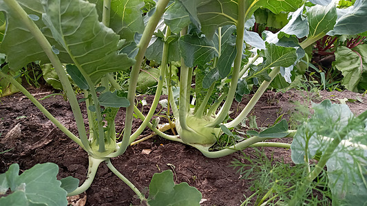 生长在庭院里的大头菜卷心菜 蔬菜床上的大头菜或萝卜白菜维生素饮食食物栽培叶子乡村生活收成花园厨房图片