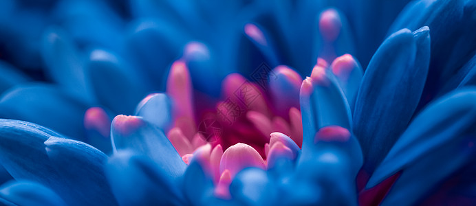 盛开的蓝色雏菊花瓣 抽象的花卉艺术背景 春天大自然中的花朵香水香味 婚礼 奢华美容品牌假日设计礼物花园假期植物横幅植物学植物群菊图片