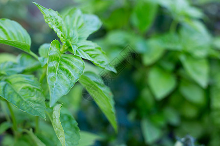 Basil 草药在温温室中生长图片