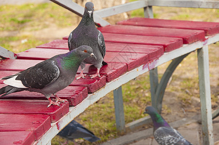 岩鸽在街上寻找食物 岩鸽聚集在街道和公共广场 靠丢弃的食物和鸟食为生环境野生动物动物群公园蓝色眼睛鸽子鸟类城市羽毛图片