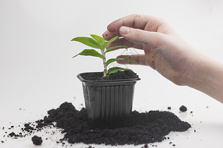 植物护理概念 儿童手在种植家居 春假 盆栽植物职业叶子地面孩子们家庭生长学家人手花园土壤图片