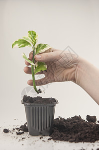 植物护理概念 儿童手在种植家居 春假 盆栽植物房子土壤花园人手花店孩子学校家庭项目园艺图片