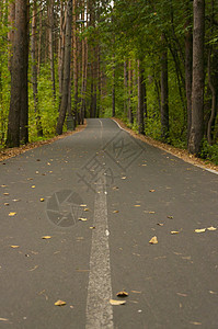 秋天的森林路 风景 秋天的树林 与拷贝空间的秋天背景小路人行道树叶旅行季节公园国家树木沥青木头图片