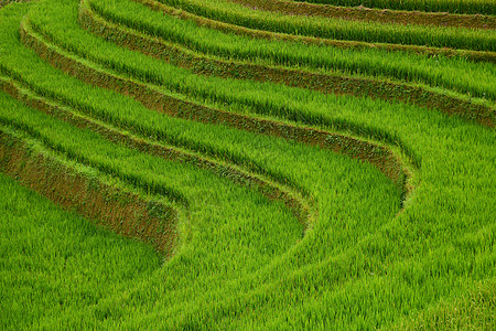 vietnam水稻梯田旅行绿色地面生态农场植物食物场地地球阳台图片