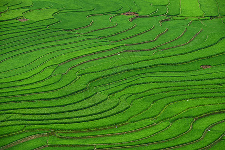 绿稻田植物生态土壤地球土地种植园环境食物场地阳台图片