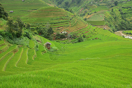 vietnam水稻梯田阳台旅行生态农场食物绿色场地种植园土壤环境图片
