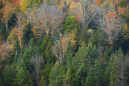 秋天佛蒙特风景树叶叶子黄色红色缠绕森林国家乡村橙子图片
