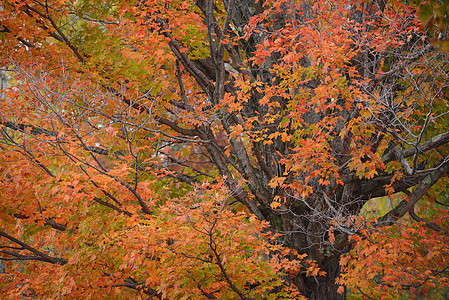 秋天佛蒙特红色树叶森林季节橙子国家乡村叶子缠绕树木图片