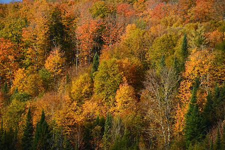 秋天佛蒙特树木树叶橙子叶子森林季节国家红色黄色风景图片
