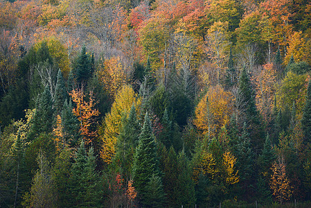 秋天佛蒙特树木国家季节橙子树叶叶子缠绕风景红色乡村图片