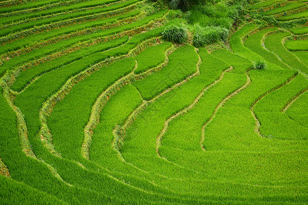 大米梯田旅行生态食物农业场地阳台土地种植园植物地面图片