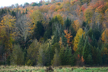 秋天佛蒙特国家橙子红色风景乡村叶子季节树叶黄色树木图片