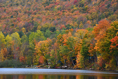 秋天佛蒙特黄色树叶森林红色季节树木缠绕叶子乡村风景图片
