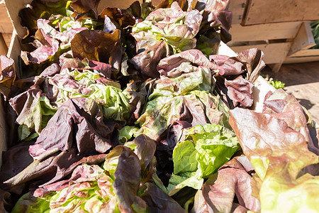 小农市场上的有机生菜沙拉蔬菜叶子农场收成食物树叶生产农业营养生物图片