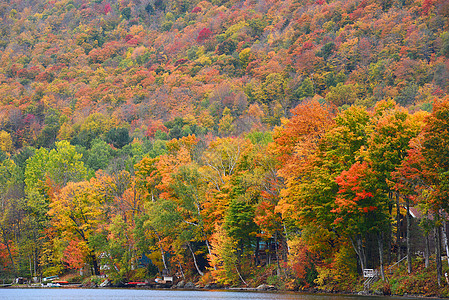 秋天佛蒙特季节树叶森林橙子缠绕风景乡村黄色国家红色图片