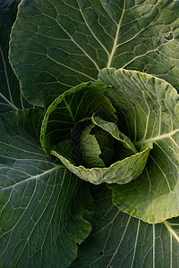 特写卷心菜头食物花园饮食营养蠕虫园艺叶子幼虫植物毛虫图片