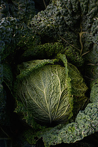 特写卷心菜头饮食食物收成叶子花园沙拉栽培生长蠕虫营养图片