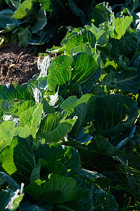 特写卷心菜叶收成营养植物学蔬菜农场叶子植物场地园艺饮食图片