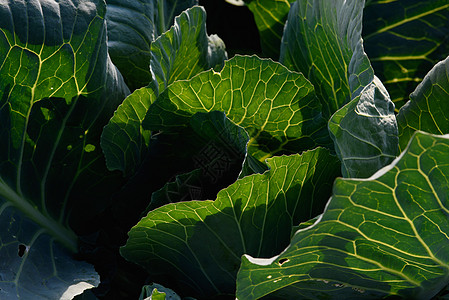 特写卷心菜叶园艺栽培叶子收成花园植物学沙拉幼虫树叶农场图片