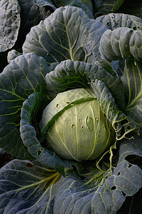 特写卷心菜头食物毛虫收成幼虫生长植物学饮食沙拉营养场地图片