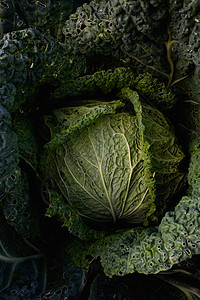 特写卷心菜头场地生长饮食蔬菜植物学幼虫蠕虫农场叶子食物图片