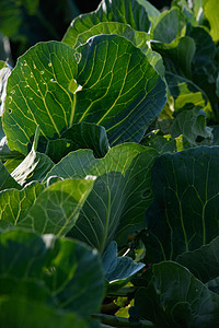 特写卷心菜叶农场树叶植物花园沙拉生产栽培叶子园艺饮食图片