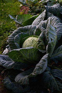 特写卷心菜头蔬菜生产幼虫收成农场栽培沙拉饮食植物叶子图片