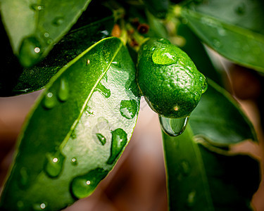 淋雨后有叶子的新鲜柠檬水果图片