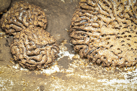 白蚁巢和小白蚁的图像 昆虫 动物隧道野生动物蚂蚁房子木材木头土壤害虫宏观损害图片