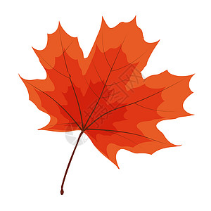 秋天的自然叶子图标矢量它制作图案橙子活动金子季节魔法感恩庆祝框架插图植物图片