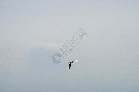 蓝天和海鸥 海鸥飞行 野生海鸥 海鸟图片