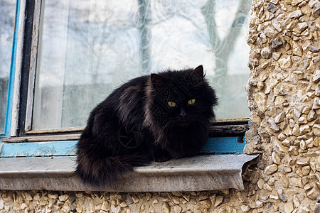 坐在街上窗台上的黑猫咪图片