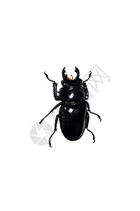 大黑甲虫 白色背景的孤立 新卢卡纳斯最大图片