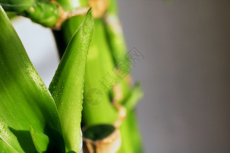 有水滴的植物的绿叶特写了新生背景图片