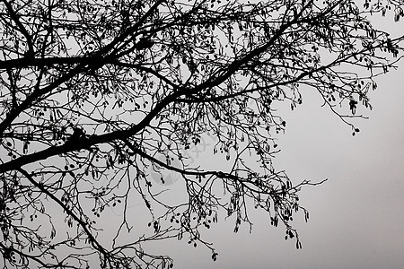 树枝在黑暗的天空中摇摇欲坠图片