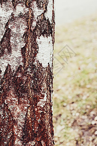 作为木背景环境和自然的自然木桦树纹理宏观木头树干植物森林奢华皮肤树木松树白色背景图片
