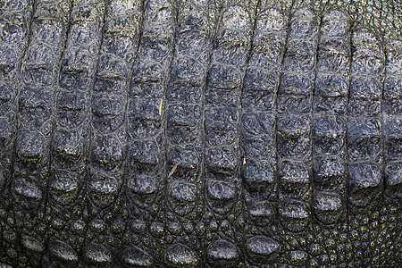 鳄鱼皮的图像 抽象背景 野生动物图片