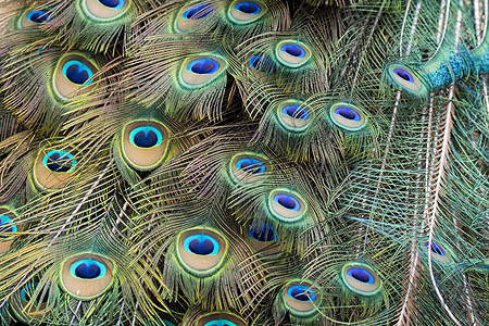 孔雀羽毛的图像 野生动物圆圈风格金子装饰翅膀荒野艺术情调热带宏观图片