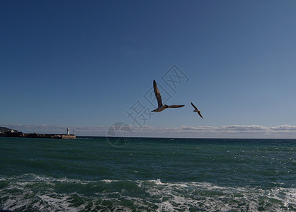 海鸥在蓝天飞翔自由行动眼睛晴天羽毛动物海洋野生动物生活航班图片